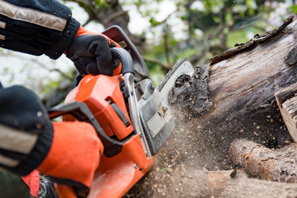 How To A Tree Surgeon » Man Coed VM Ltd » Mancoed.co.uk