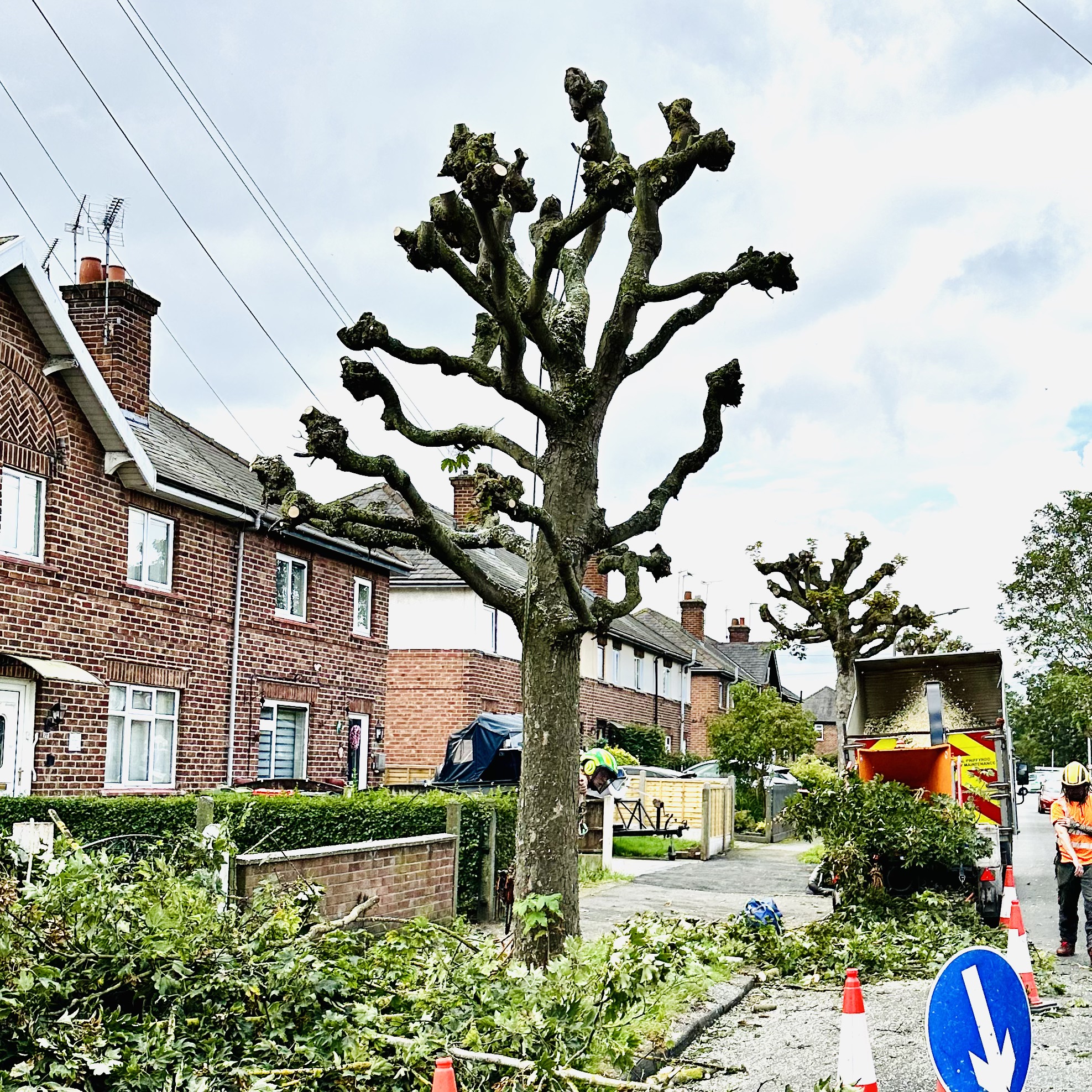 Sycamore Pollard » Man Coed VM Ltd