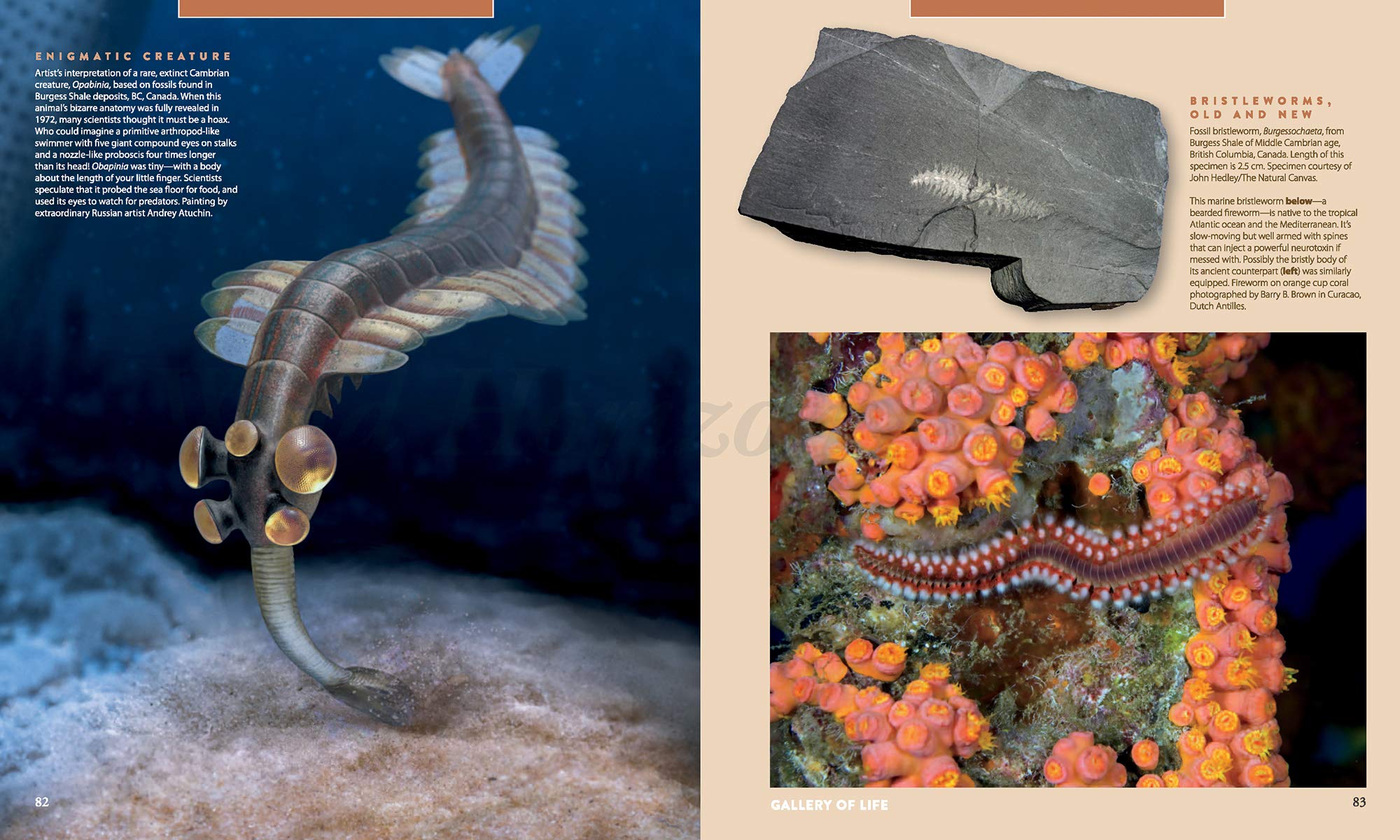 Fossils Inside Out Book Mancuso Science