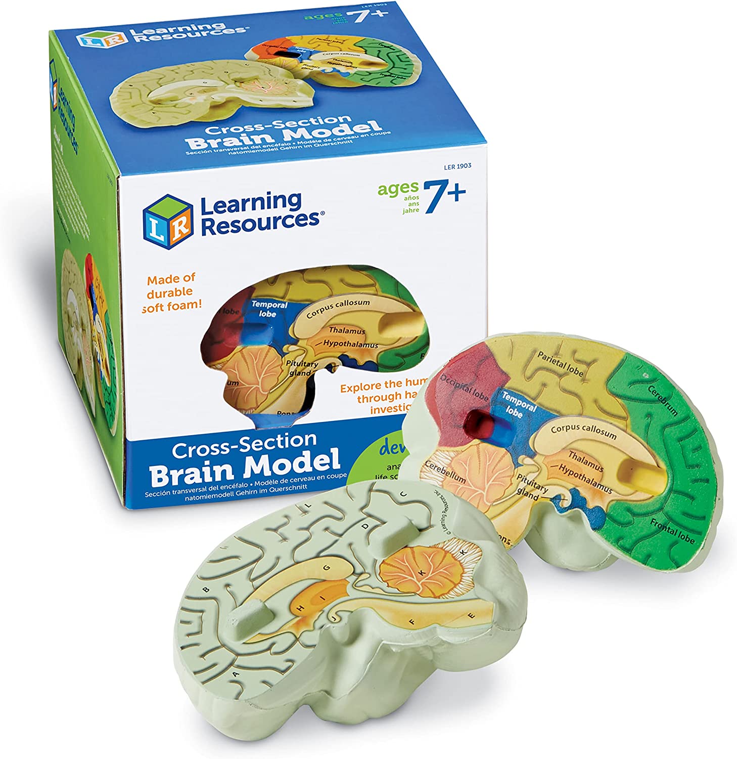 Human Brain Model (Soft Foam CrossSection) Mancuso Science