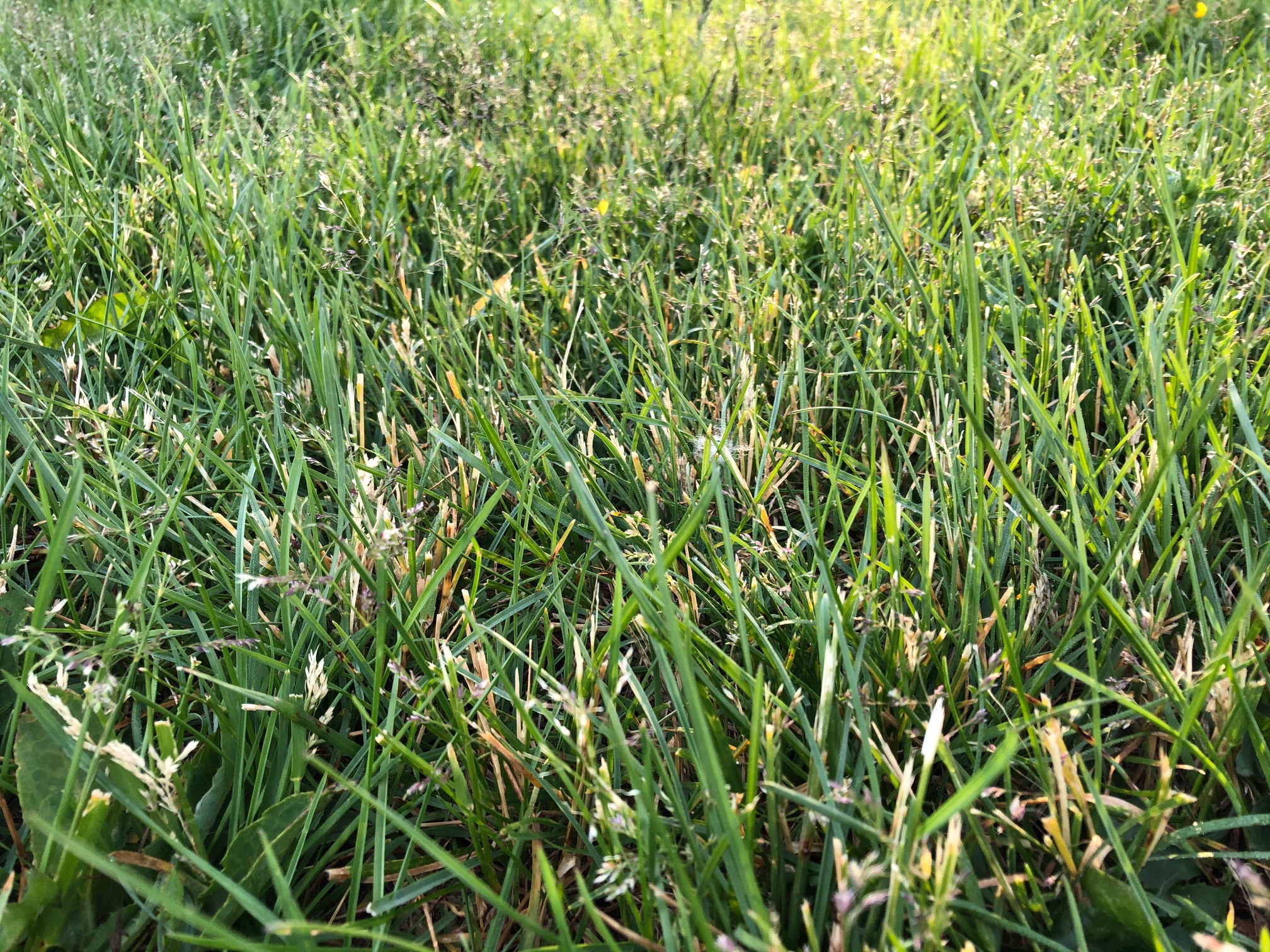 Why Does Grass Go to Seed