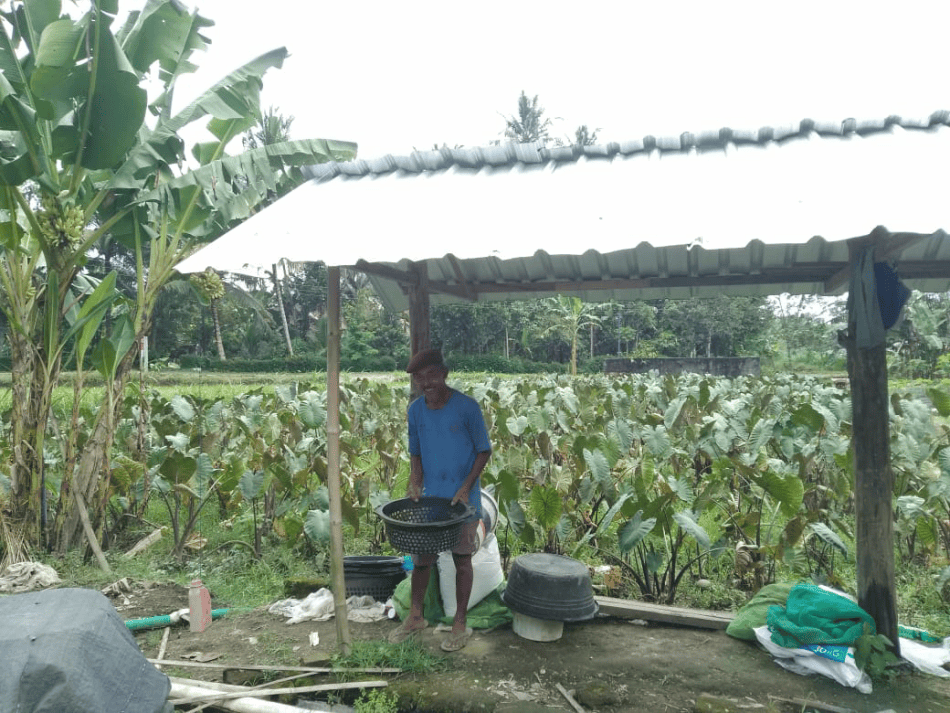 Rawatnya Mudah, Pak Slamet Pilih Menanam Ubi Talas Mandiri Pangan