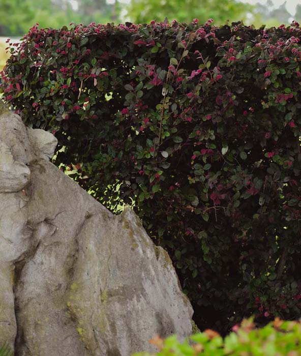 Gallery M & M Lawn & Irrigation