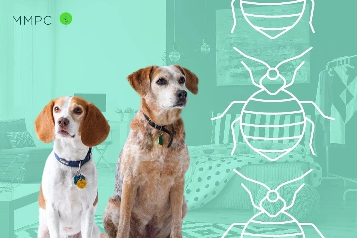 Can Bed Bug Sniffing Dogs Be Wrong