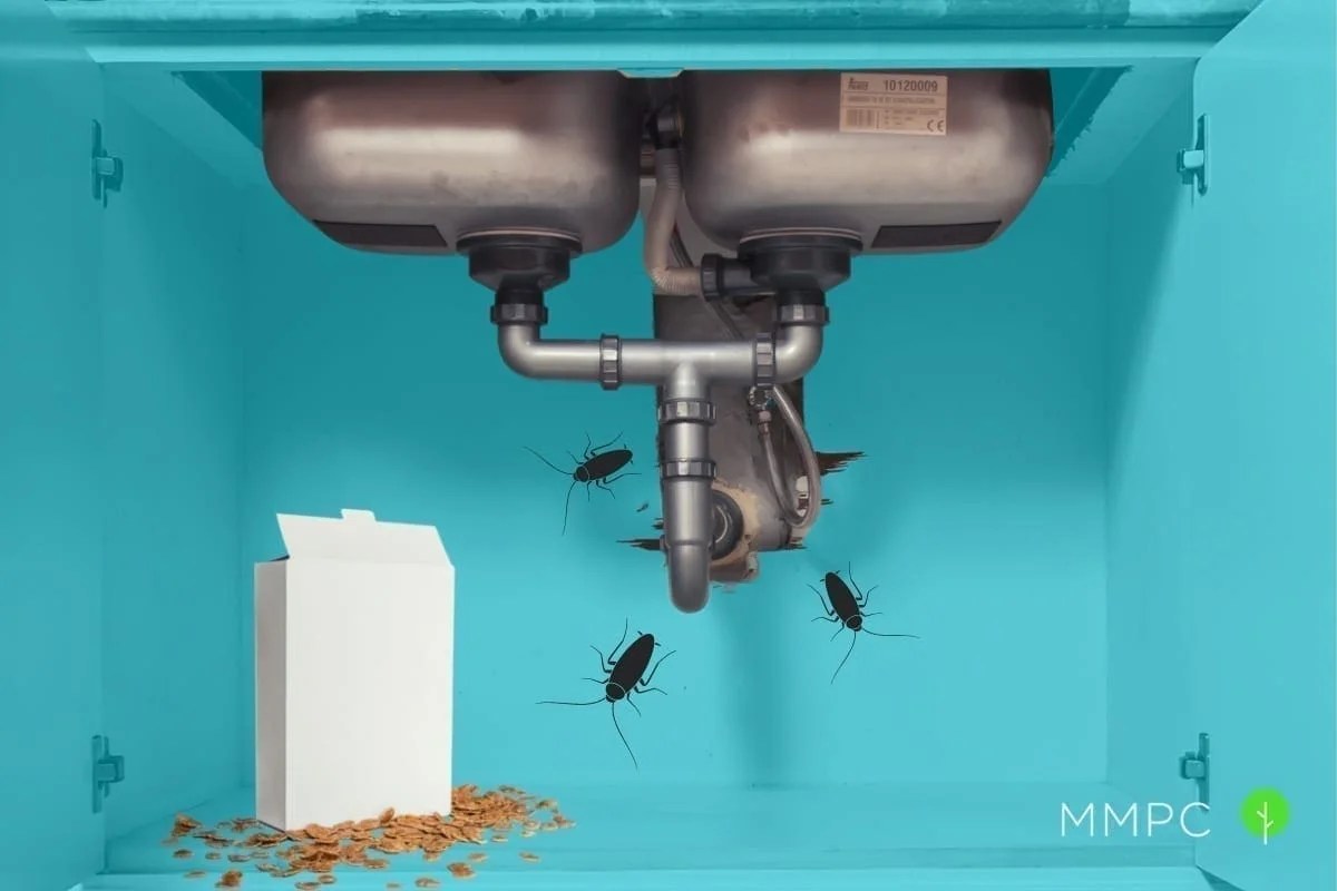 What Attracts Cockroaches in Your Home? Pest Expert Answers