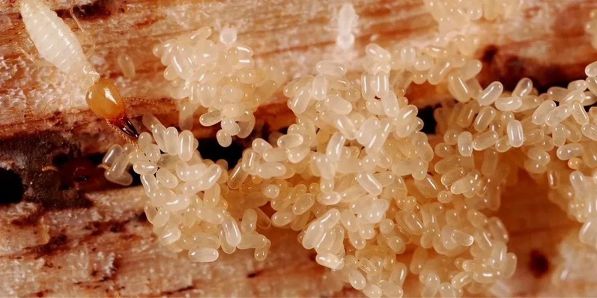 What Do Termite Eggs Look Like?