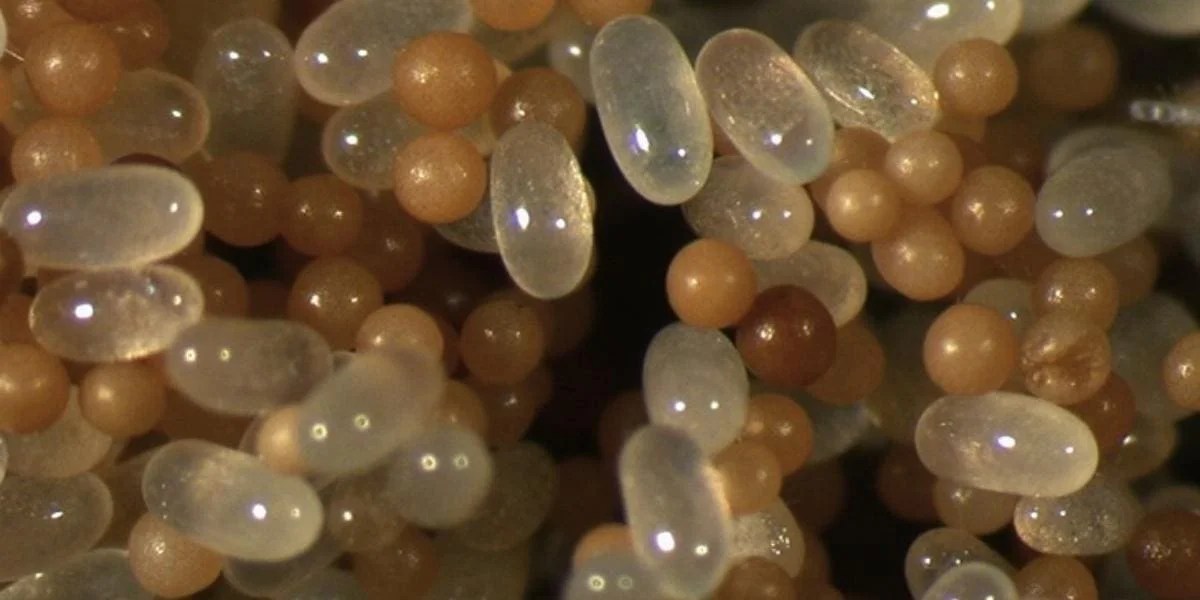 What Do Termite Eggs Look Like?