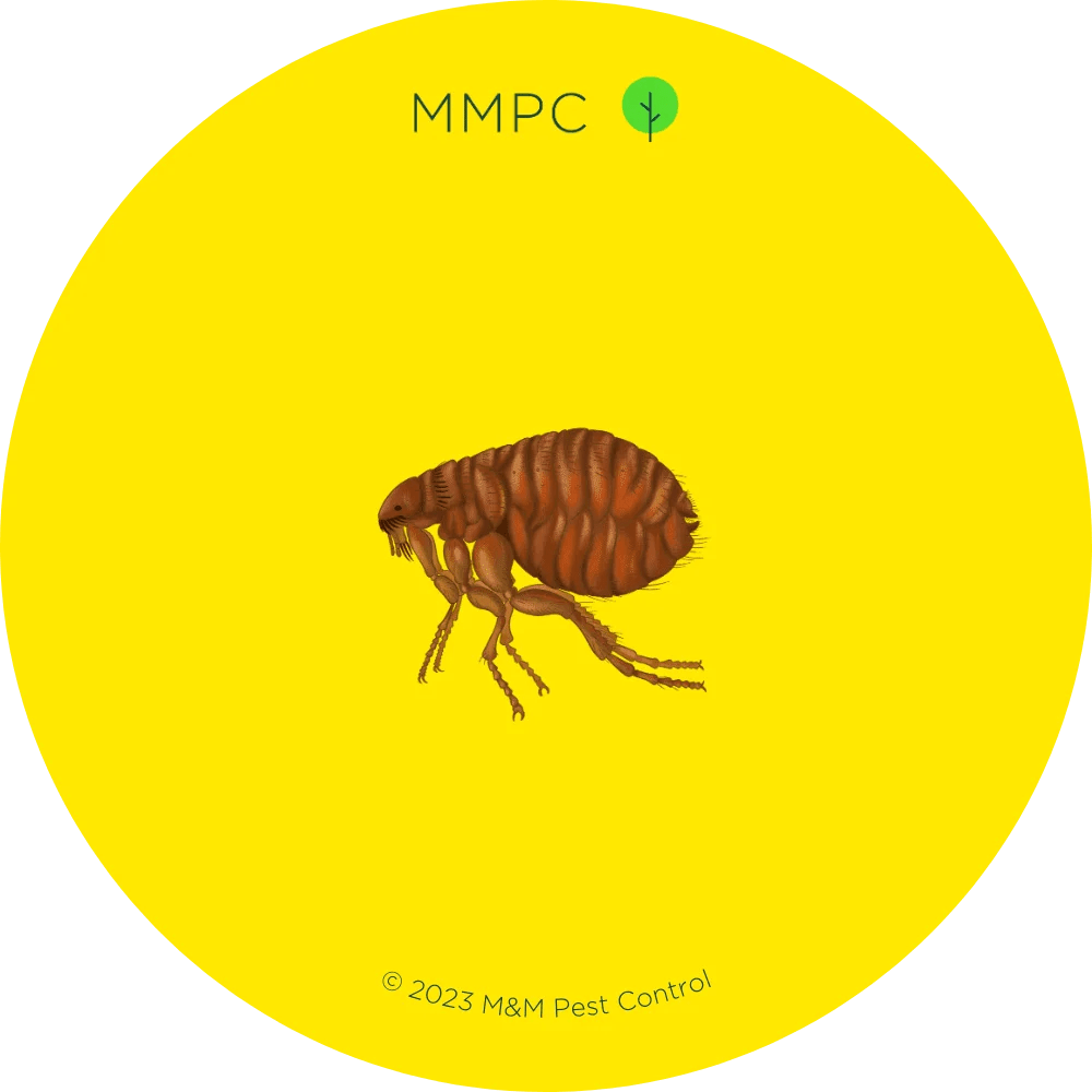 Fleas MMPC