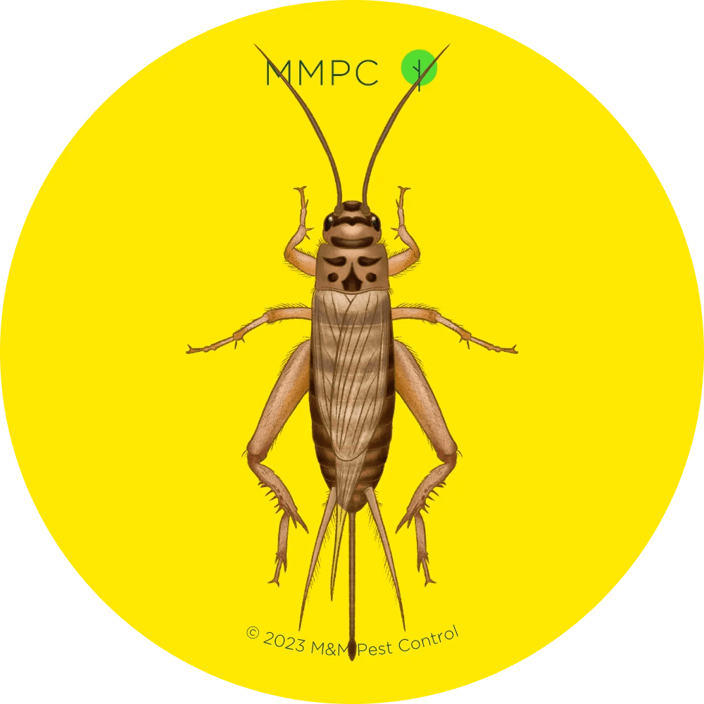 Crickets MMPC