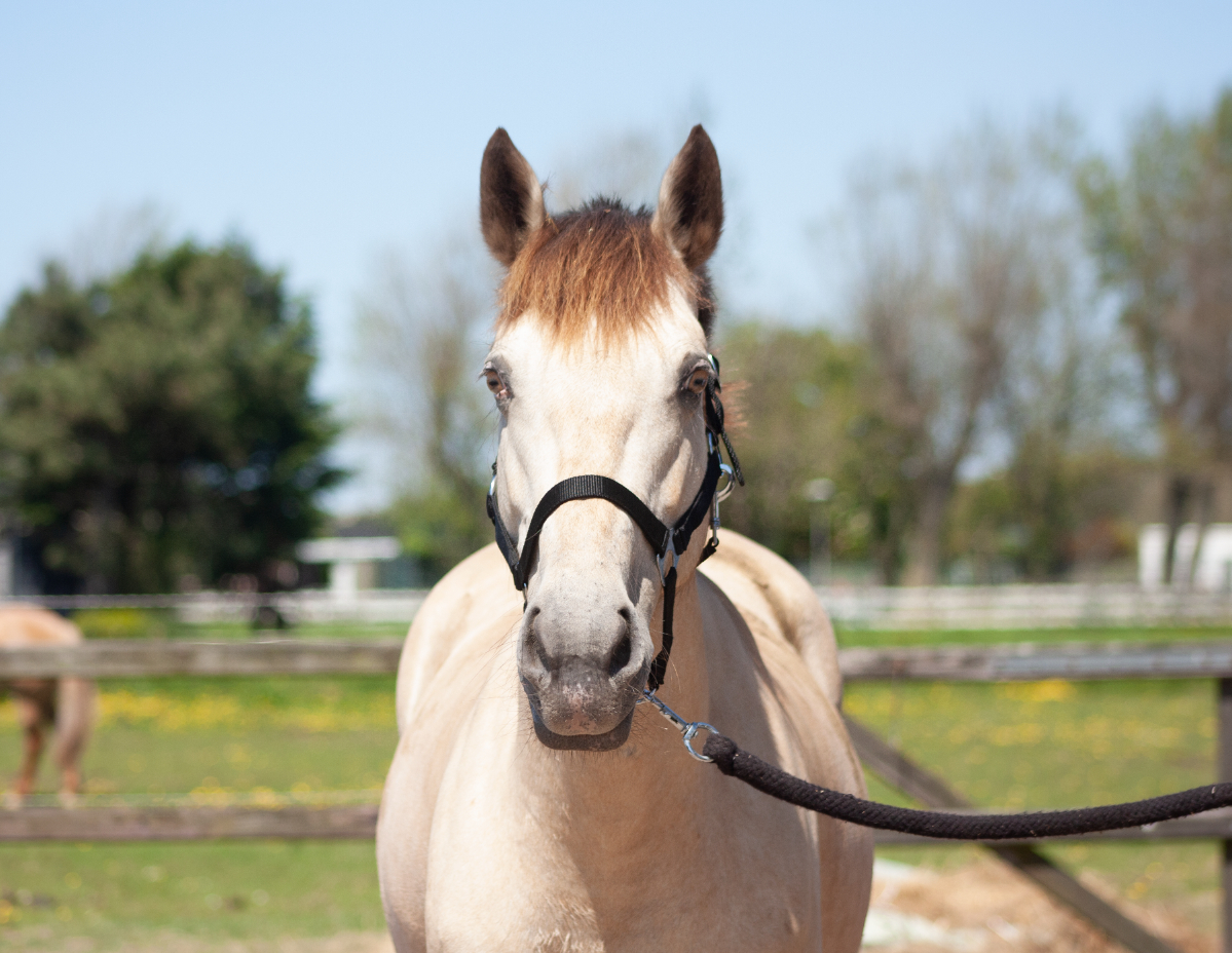Manegepaarden Manege de Hoef