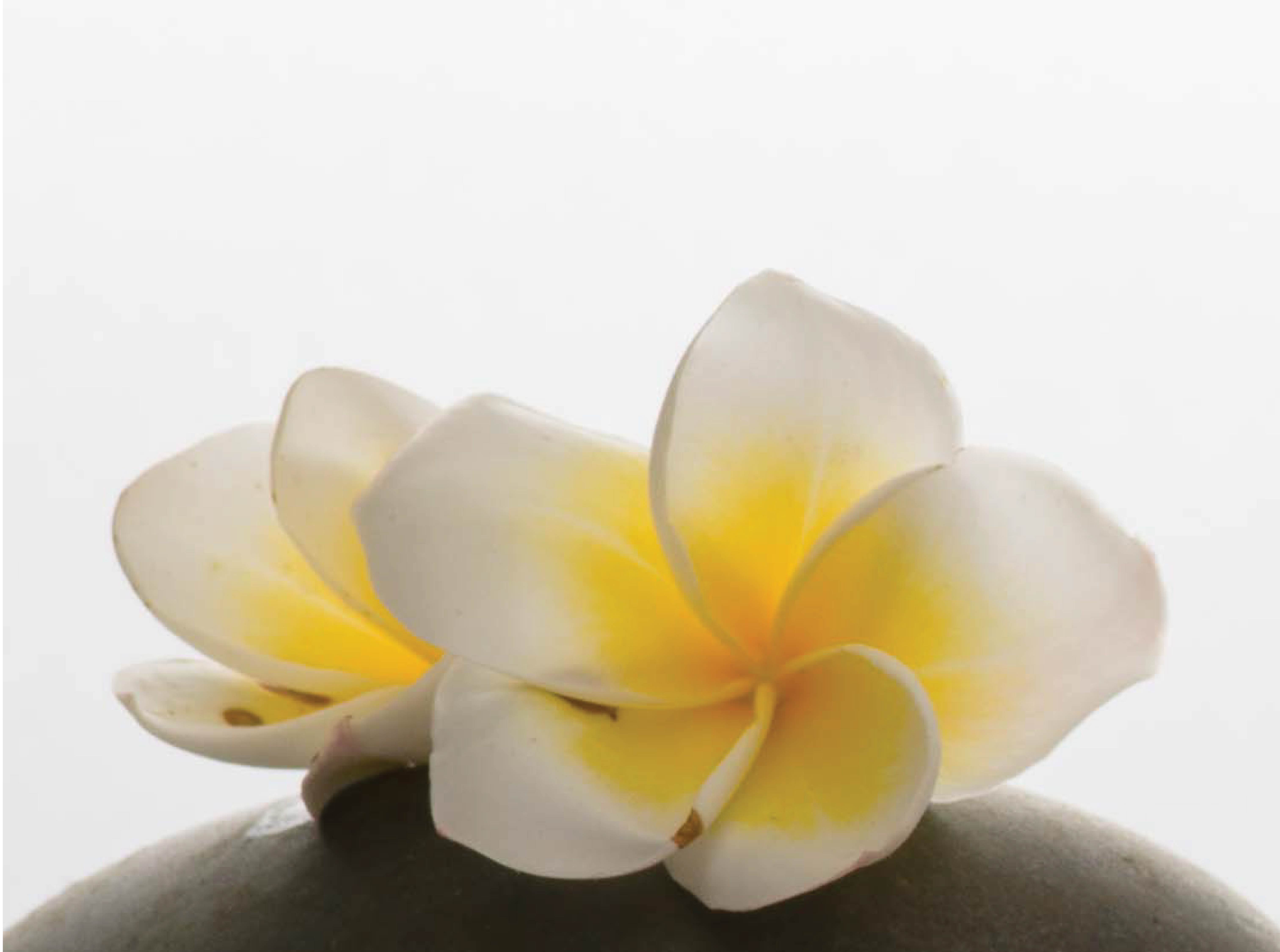 Frangipani Botanical Name Plumeria Alba Mane Kancor Ingredients Ltd.