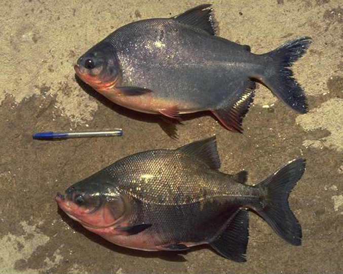 30 Manfaat Ikan Bawal Bagi Kesehatan Manfaat.co.id