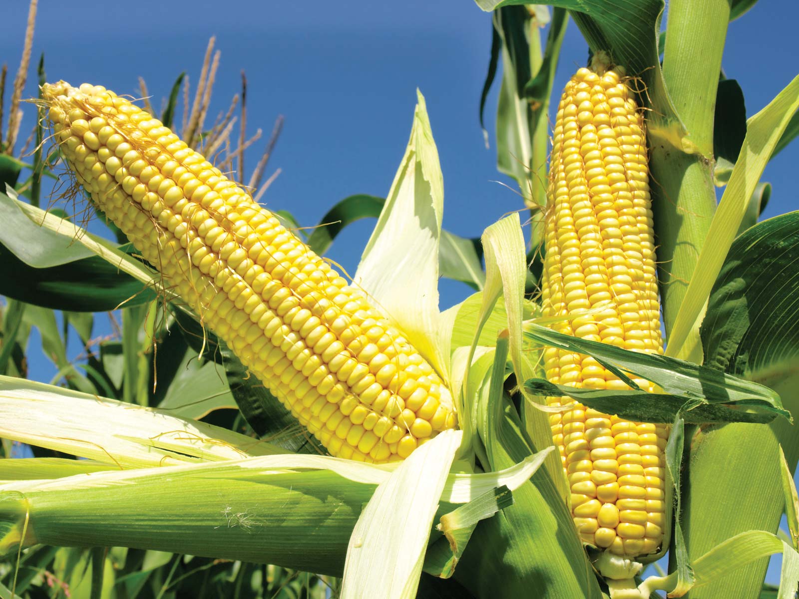 Perawatan Jagung Hibrida dengan Baik Manfaat Cara