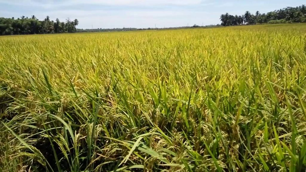 Cara Menanam Padi Hibrida yang Benar Manfaat Cara