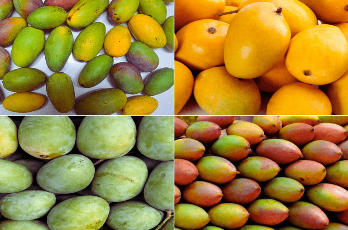 Famous Mangoes Varieties In India