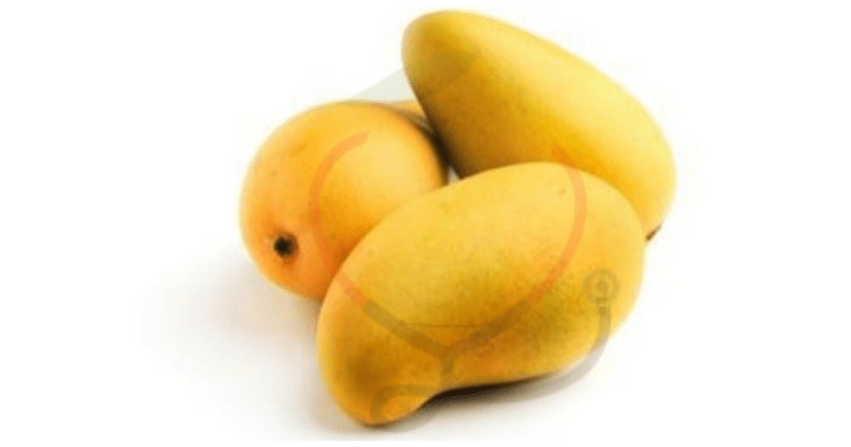 Malgova MangoOrigin, Characteristics, Nutrition, Benefits & Delicious Recipes Mango Dose