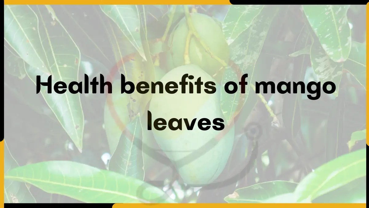 Health Benefits of mango leaves Mango Dose