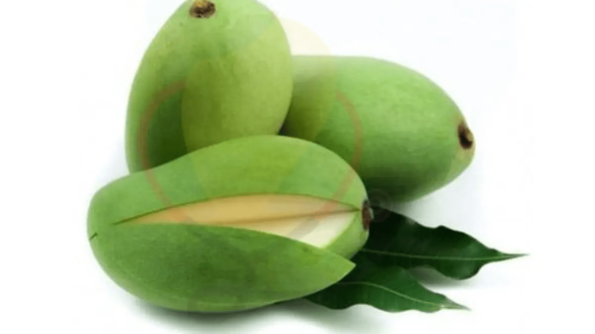 Green Mango Origin, Uses, Characteristics, Amazing Benefits Mango Dose