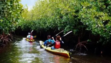 Mangrove Forest Boating – In the Heart of Mangroves, Where Every