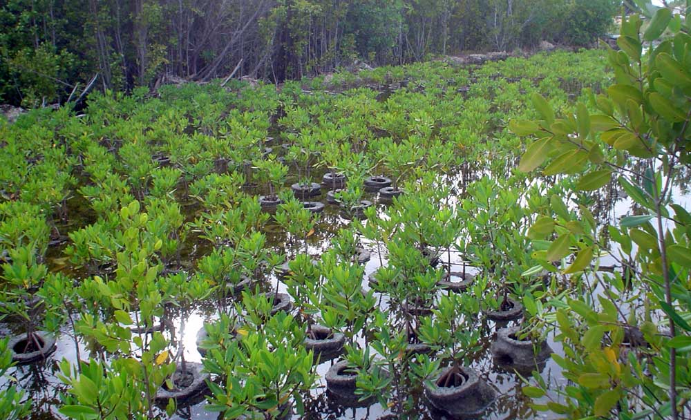 Mangrove Solutions