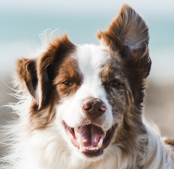 Doggobone Manic Organic