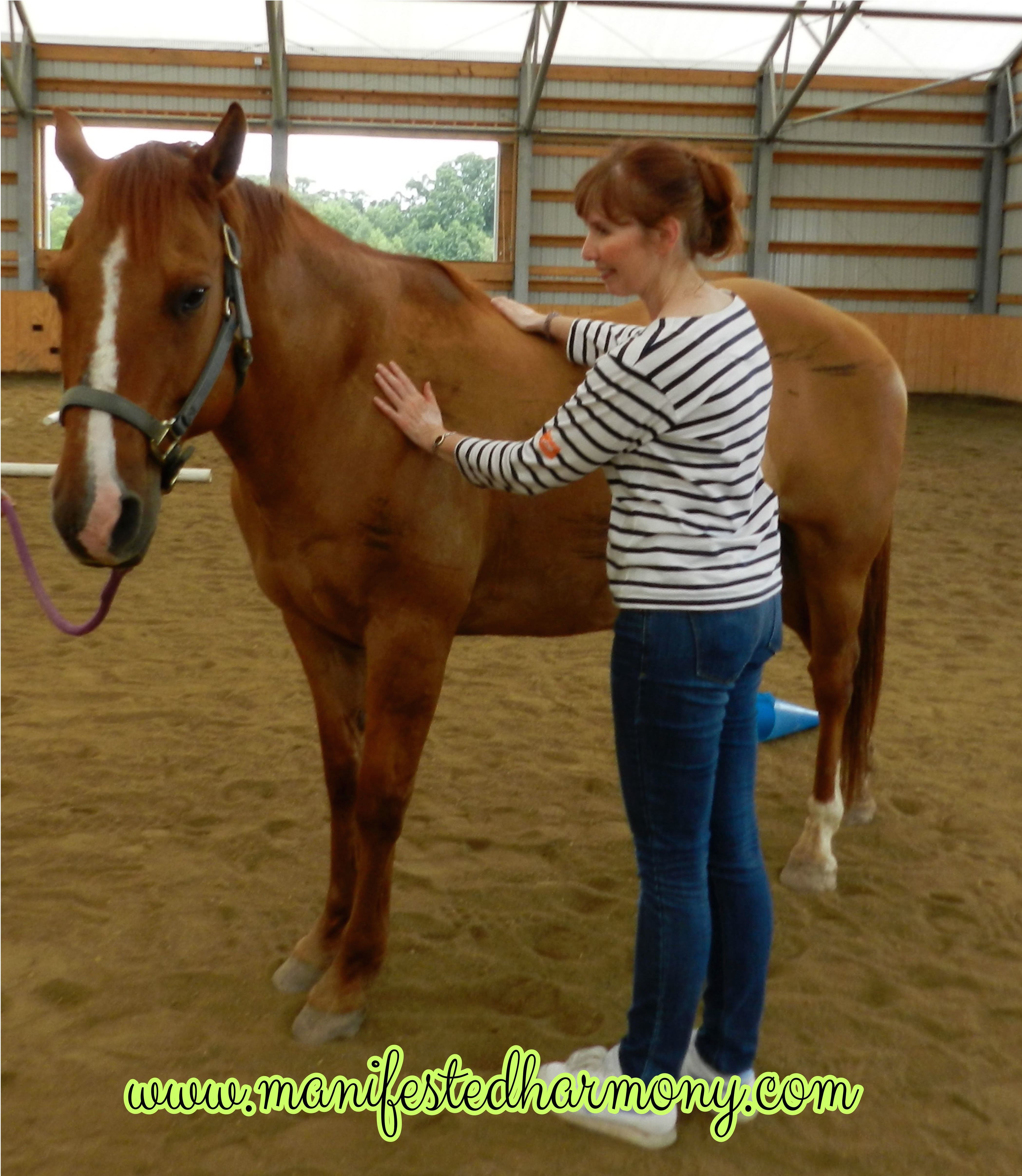 energy healing for horses Archives Manifested Harmony
