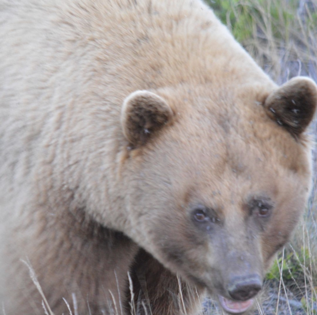 The Question of the Colour Phase Black Bear Hunt Fish Manitoba