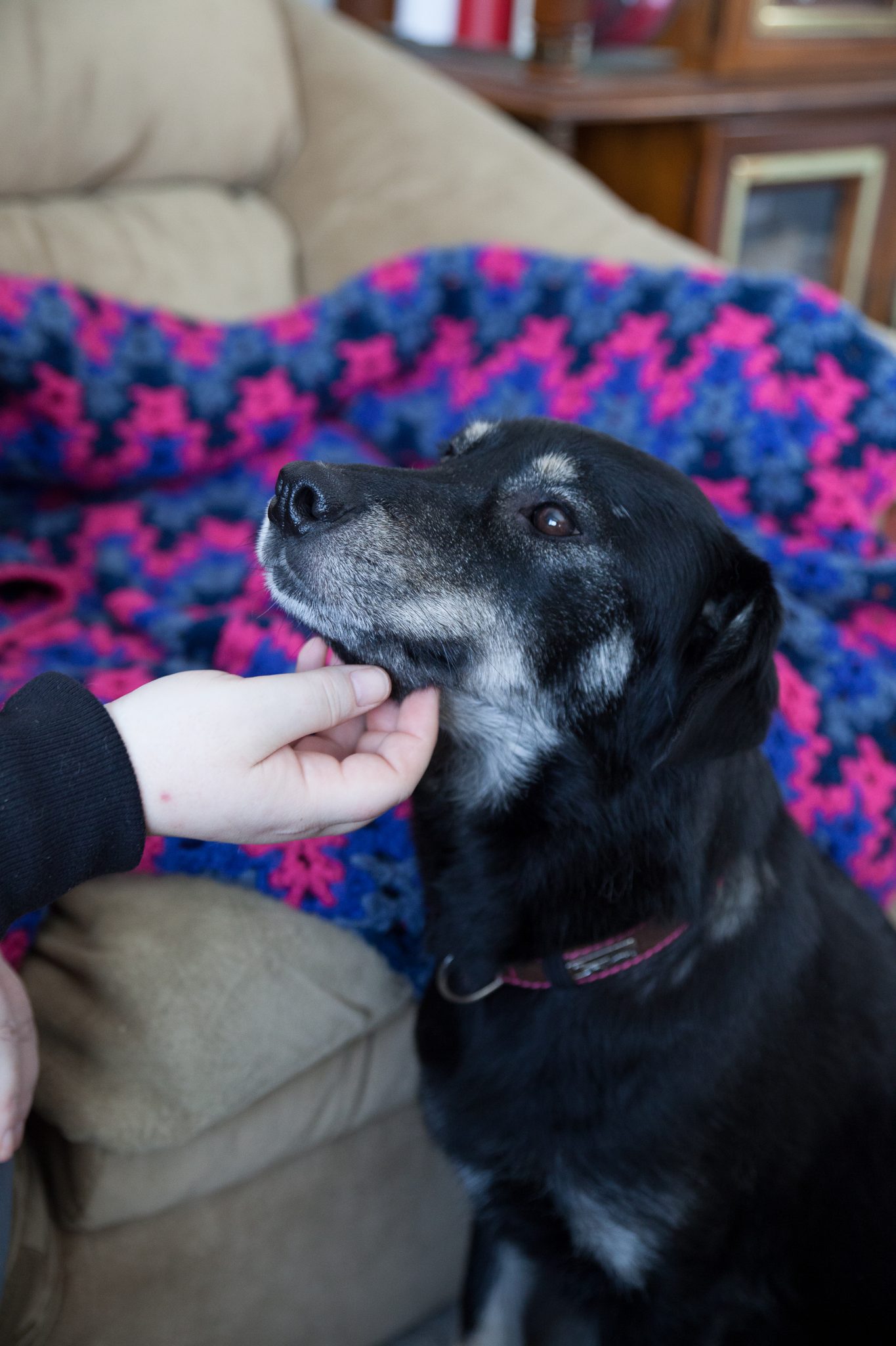 Tips for the new dog owner Manitoba Mutts Dog Rescue