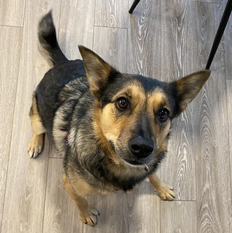 Java Manitoba Mutts Dog Rescue