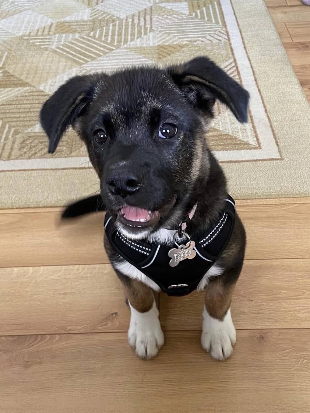 Bruiser Manitoba Mutts Dog Rescue