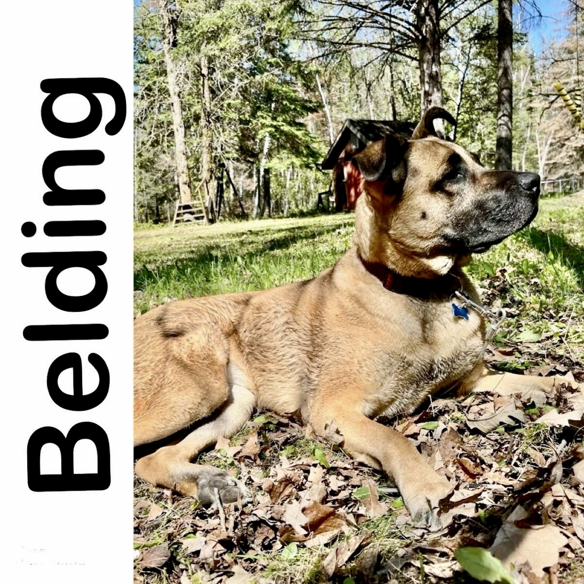 Belding Adoption fee sponsored Manitoba Mutts Dog Rescue