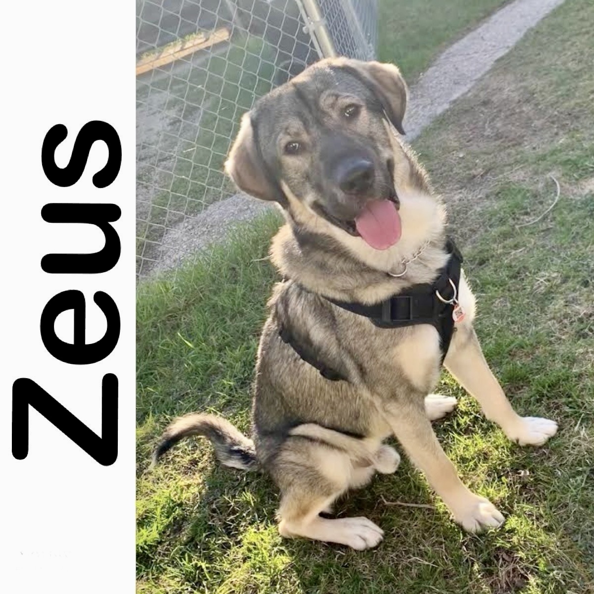 Zeus ADOPTION FEE SPONSORED Manitoba Mutts Dog Rescue