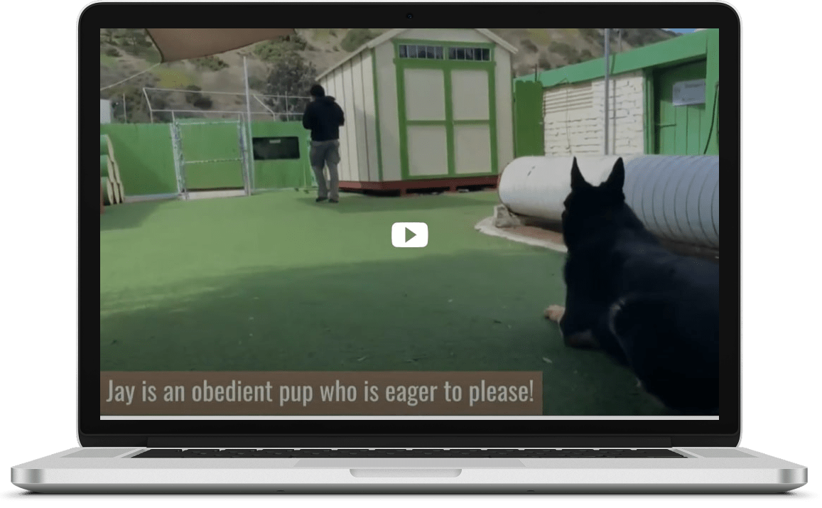 Dog Training San Diego CA Best Pet Trainer & Obedience Near Me