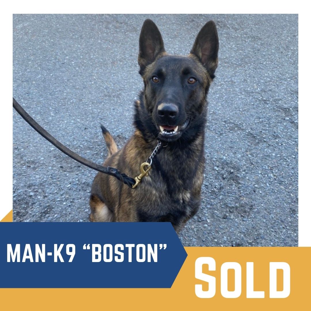 Protection Dogs and Guard Dogs for Sale San Diego CA