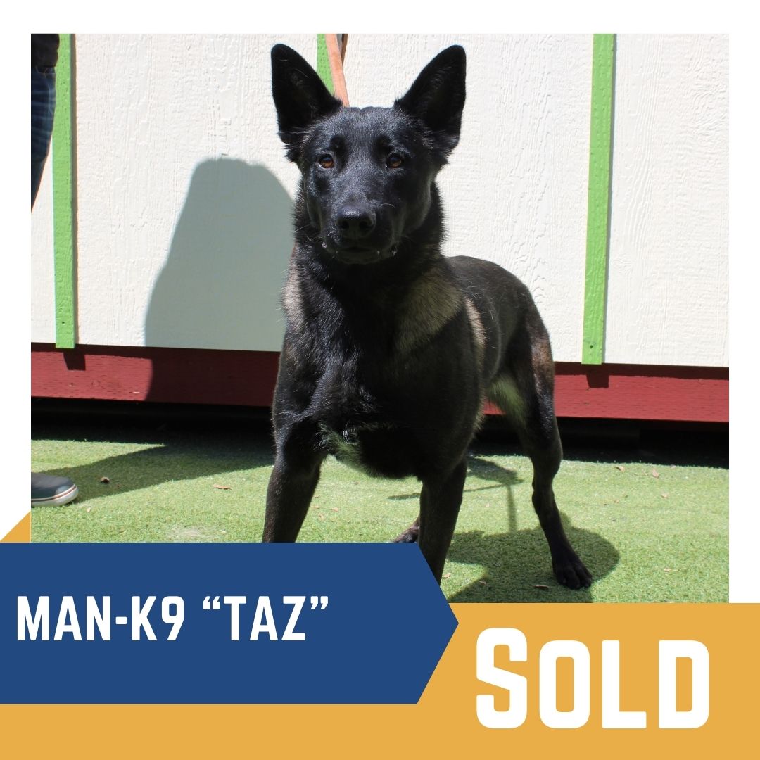 Protection Dogs and Guard Dogs for Sale San Diego CA