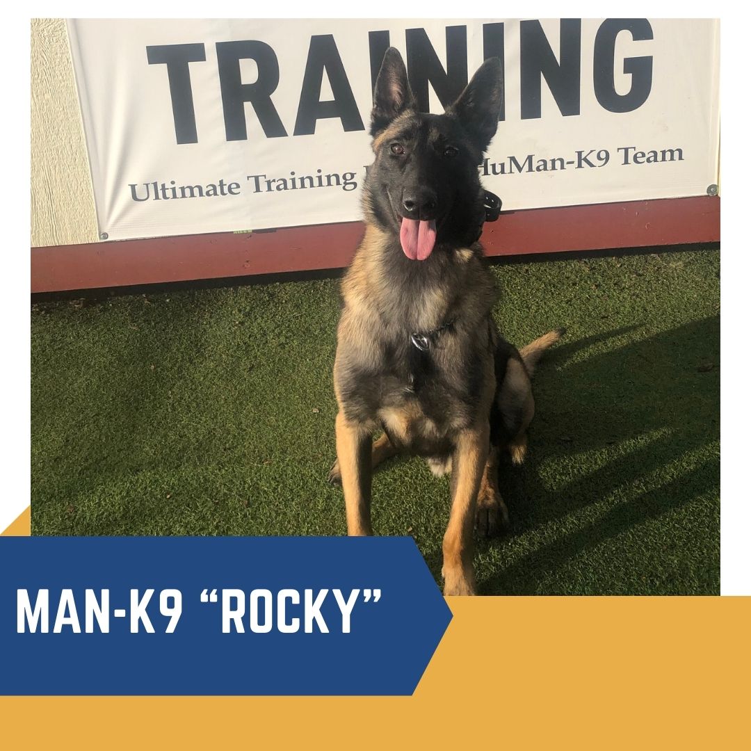 Protection Dogs and Guard Dogs for Sale San Diego CA