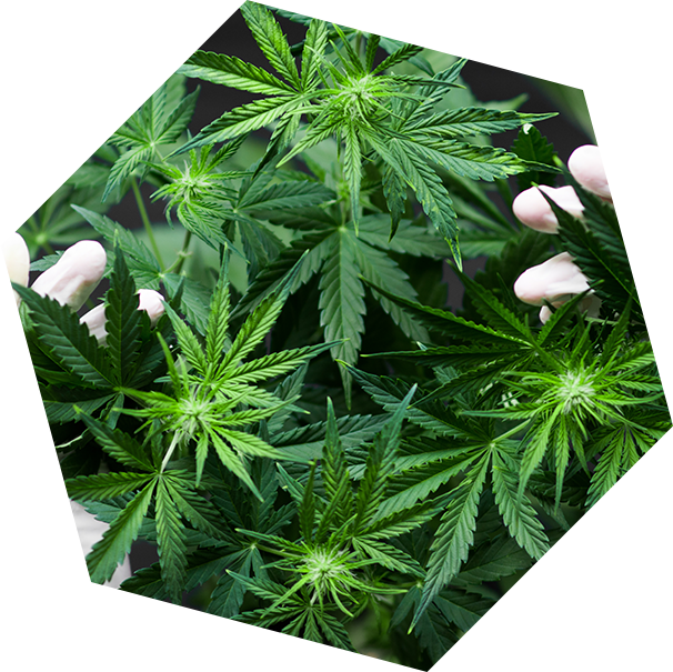 About Mankind Dispensary Dispensary San Diego's 1 cannabis provider