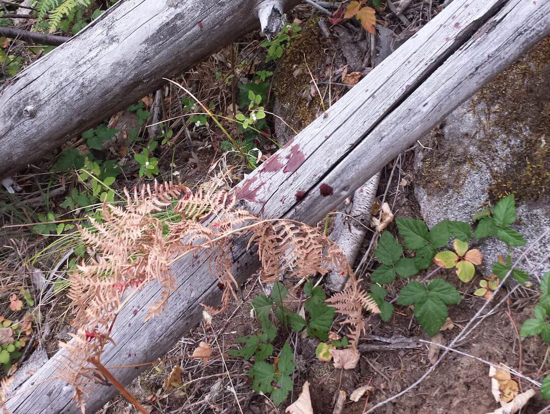 Learning to Bow Hunt First Elk with a Bow Man Makes Fire