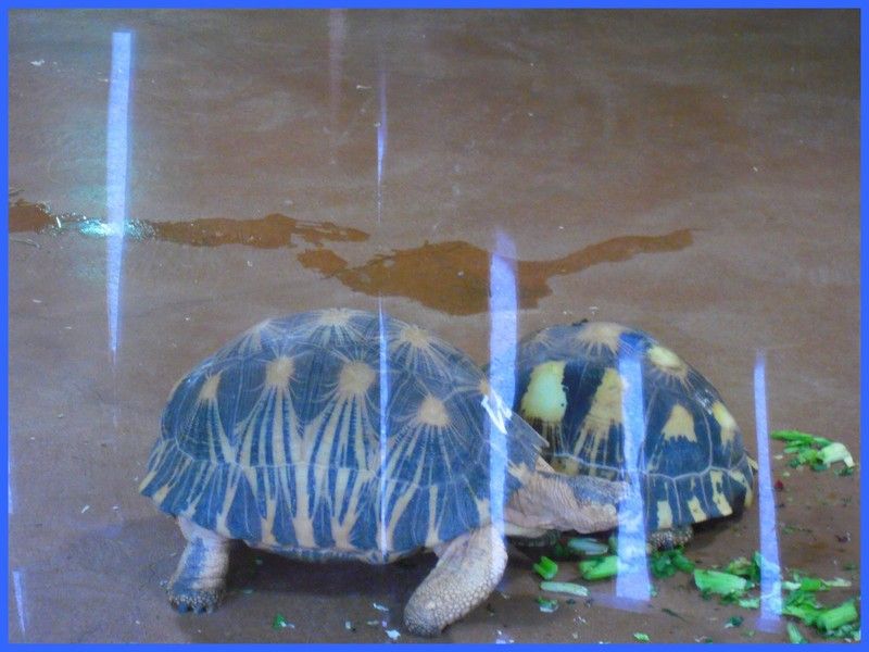 LA TORTUE ETOILEE DE MADACASCAR Centerblog