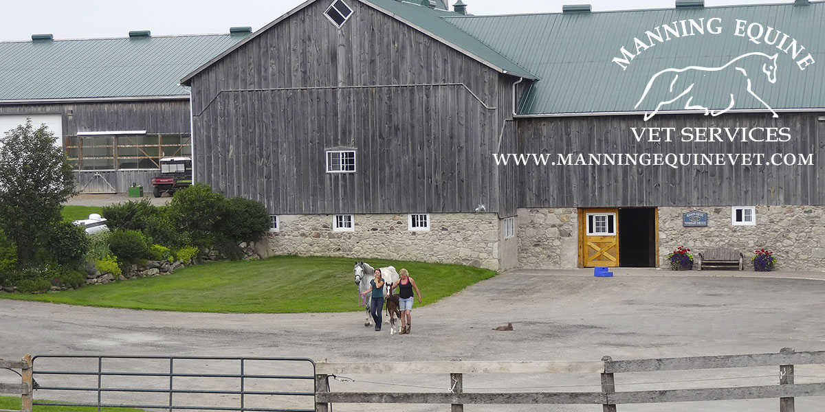 Horse Vets Serving Erin Orangeville Halton Hills Caledon Manning