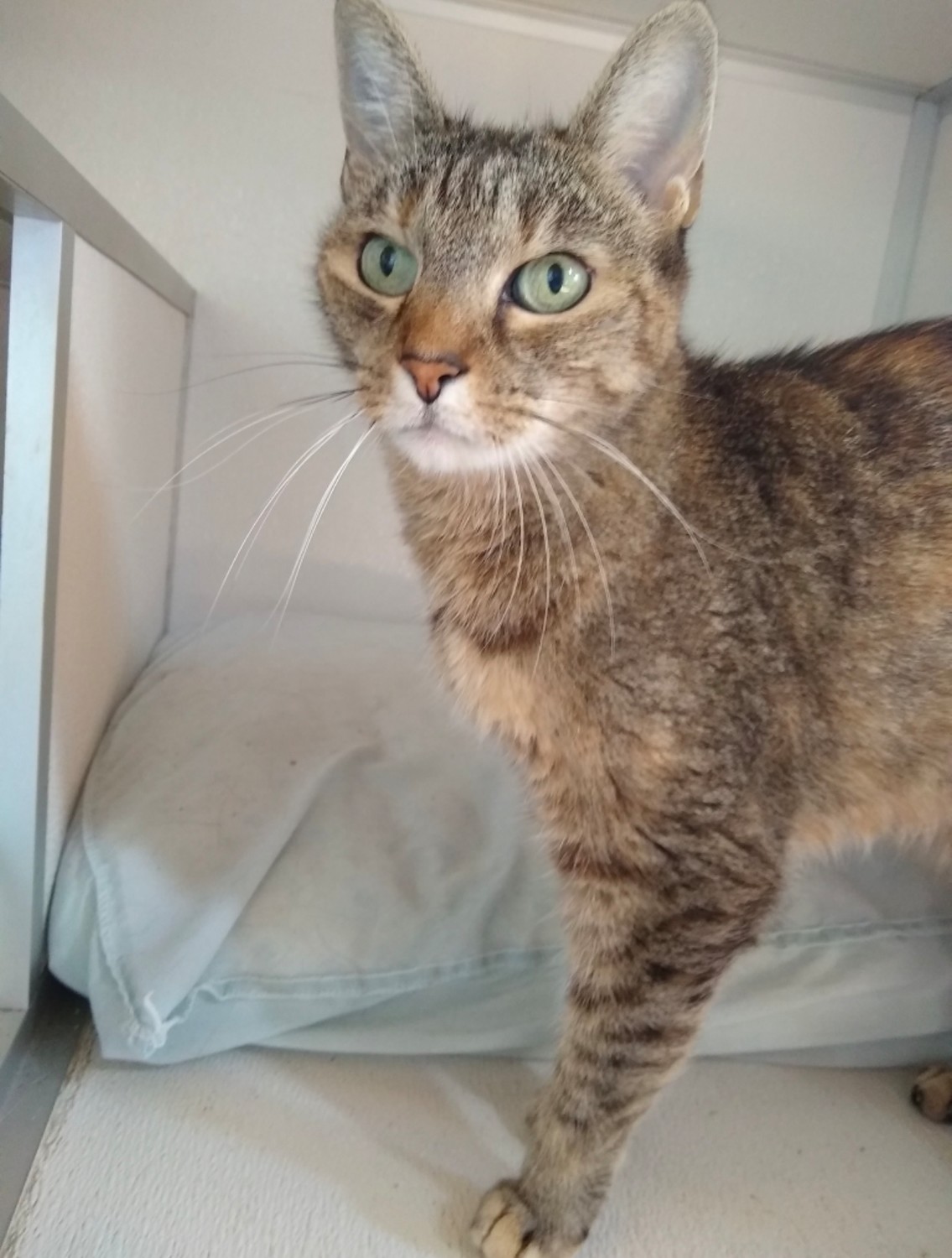 Pet adoption at Second Chance Animal Shelter Manning Live