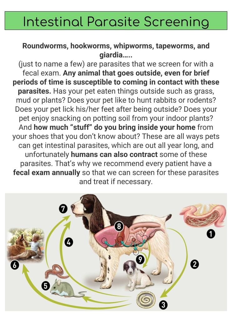 Parasite Prevention and Control Veterinarian in Manning, IA