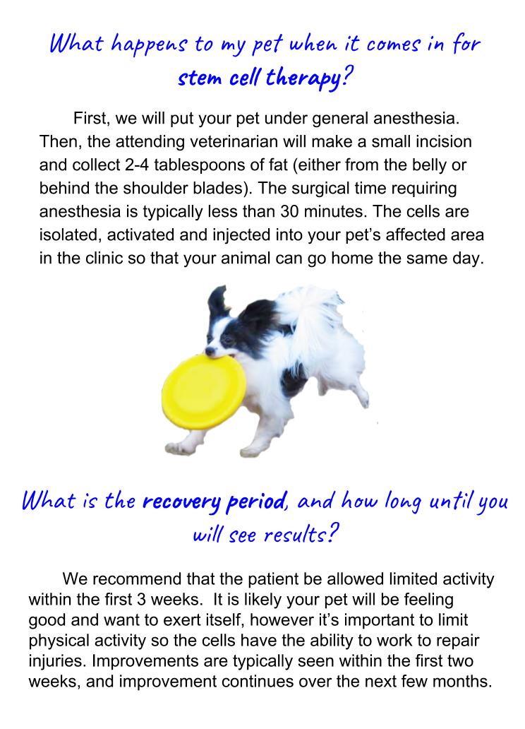 Stem Cell Therapy Veterinarian in Manning, IA Veterinary Associates