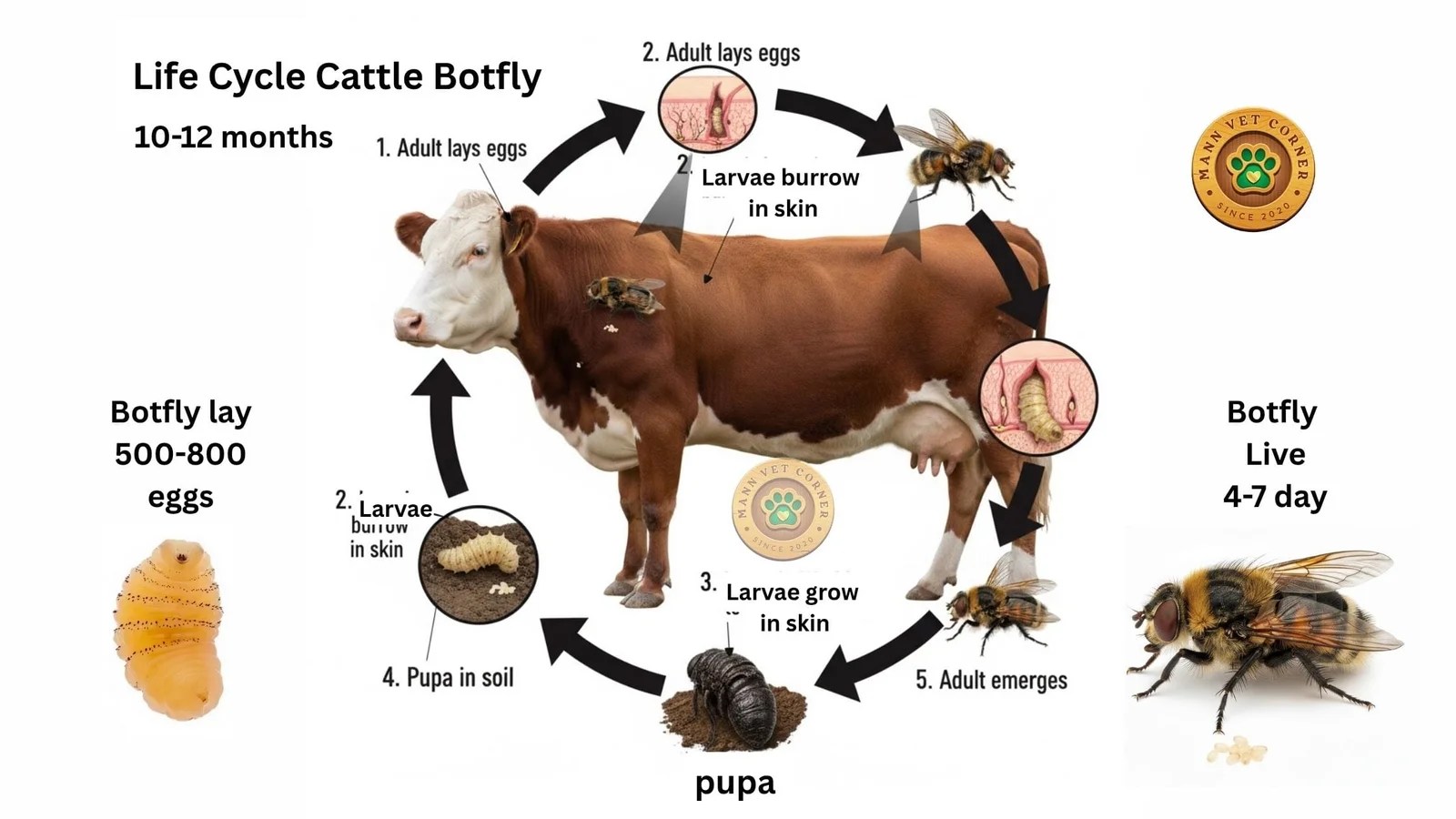 Cattle Botflies Signs, Life Cycle, Pathogenesis, Treatment