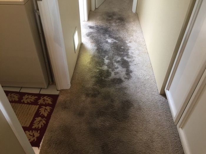 Carpet Cleaning Riverview FL Carpet Repair Quotes