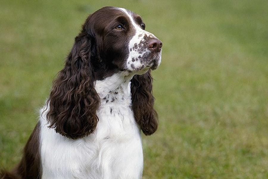 12 Best Hunting Dog Breeds Man of Many