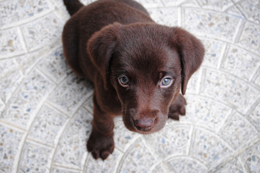 44 Best Dog Breeds For Apartment Living Man of Many