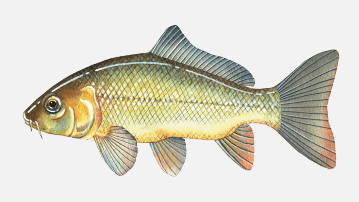 10 Best Fishing Spots in Melbourne Man of Many