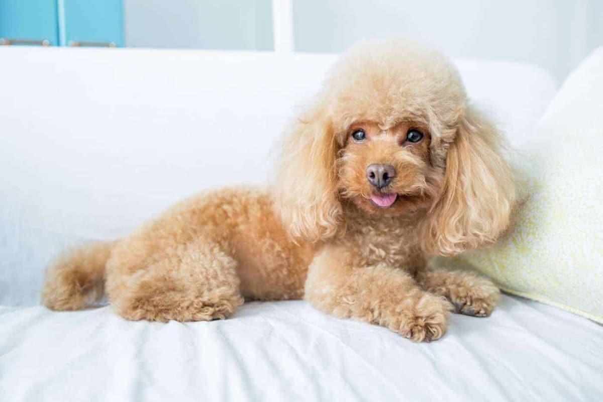 44 Best Apartment Dogs Breeds, Sizes and Maintenance Man of Many