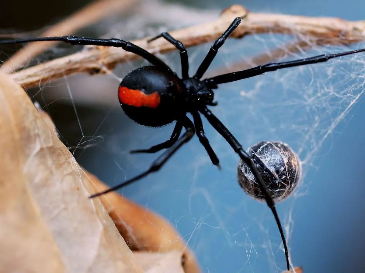 10 Most Deadly Spiders in Australia Man of Many